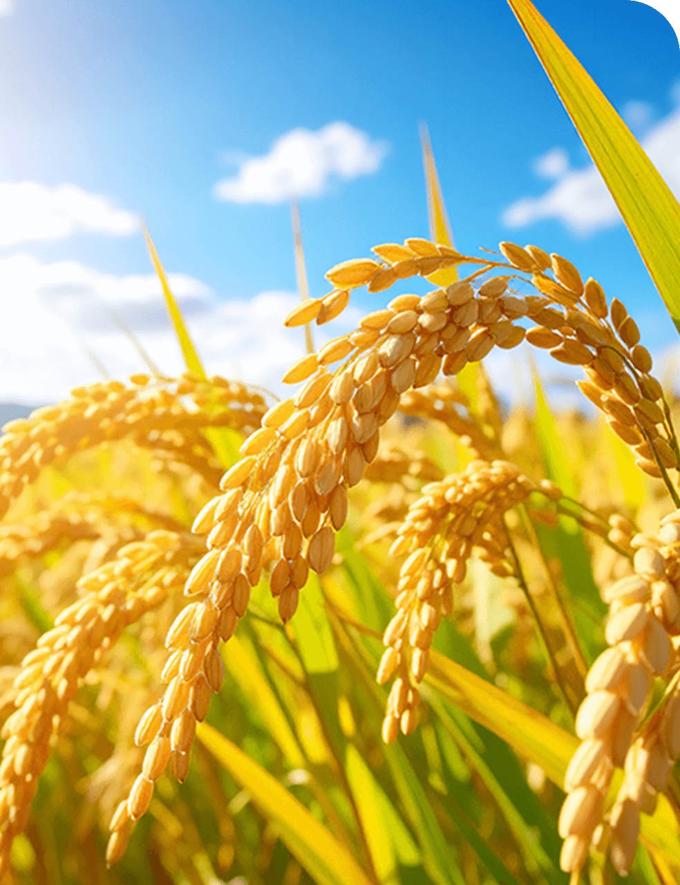 世界と向き合い信頼を積み重ねてきた商社